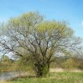 Arbres à croissance rapide