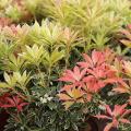 Arbustes persistants à feuillage coloré