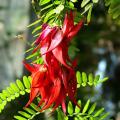 Arbustes exotiques par couleur de fleurs