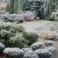 Arbustes persistants pour talus