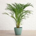 Areca - Palmier