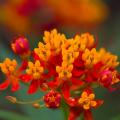 Asclepias