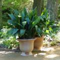 Aspidistra