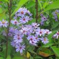 Asters d'été