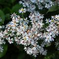 Asters d'ombre