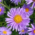 Asters de printemps