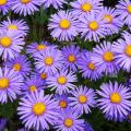 Asters non envahissants