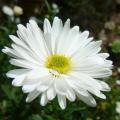 Asters à fleurs blanches