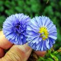 Asters à fleurs bleues