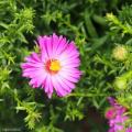 Asters à fleurs roses