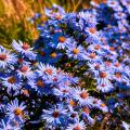 Asters à fleurs violettes, mauves ou pourpres