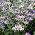 Asters à longue floraison 