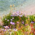 Asters de berge