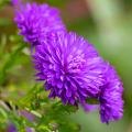 Asters à fleurs doubles