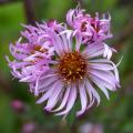 Asters géants