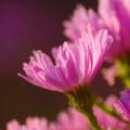 Asters nains