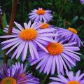 Asters par couleur de fleurs