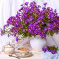 Asters pour bouquets