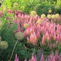 Astilbes naines