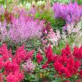 Astilbes par couleur de fleurs