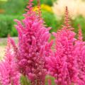 Astilbes à fleurs roses