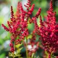 Astilbes à fleurs rouges