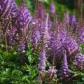 Astilbes à fleurs violettes