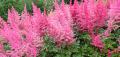 Astilbes