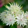 Astrances à fleurs blanches