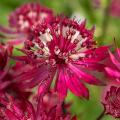 Astrances à fleurs rouges