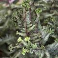 Athyrium