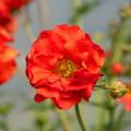 Benoîtes à fleurs rouges