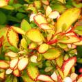 Berberis colorés