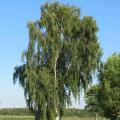 Betula pendula - Bouleau pendant