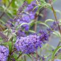 Buddleia - Arbre-à-papillons