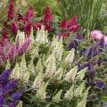 Buddleias par couleur de fleurs