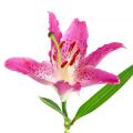 Bulbes à fleurs en promotion