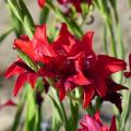 Bulbes d'été pour le soleil