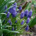 Bulbes de printemps à fleurs bleues
