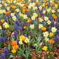 Bulbes de printemps par couleur de fleurs