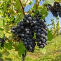 Cépages à vin
