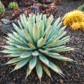 Cactus et plantes grasses