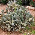 Cactus résistants au froid