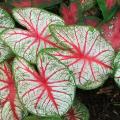 Caladiums