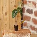 Mini-plantes d'Intérieur