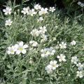 Cerastium