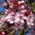 Cerisier d'ornement (Prunus)