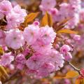 Cerisiers du Japon