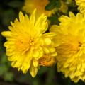 Chrysanthème des fleuristes