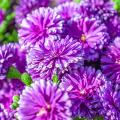 Chrysanthèmes violets ou mauves